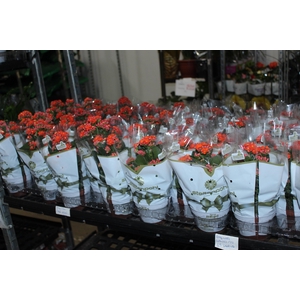 KALANCHOE DOBRADO P11 LARANJA