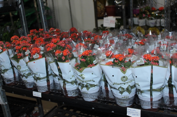 <h4>KALANCHOE DOBRADO P11 LARANJA</h4>