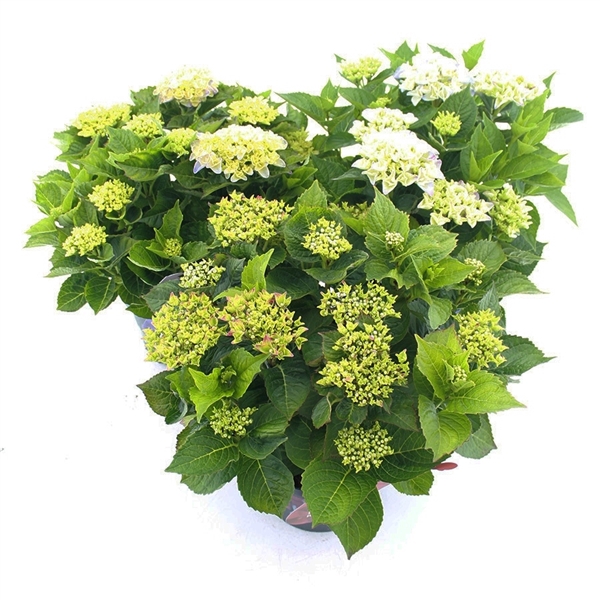 <h4>Hydrangea macr. Music Collection® MIX C5 (23cm.) Kn.</h4>