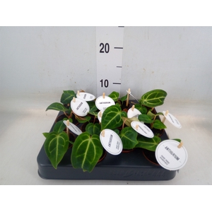 Anthurium   ...