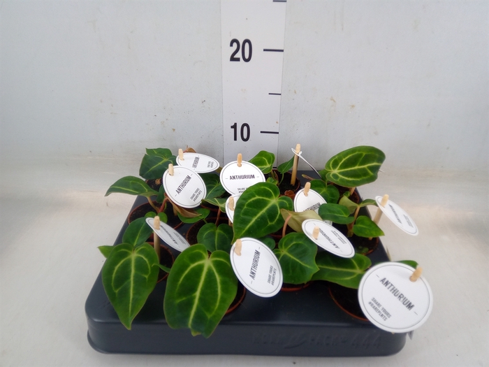 <h4>Anthurium   ...</h4>