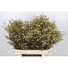 Chamelaucium Blondie