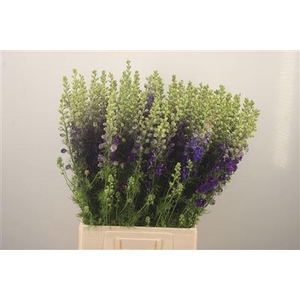 Delph Rids Dark Blue