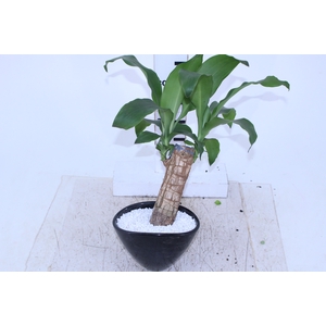 DRACENA VARIADO CUIA CERÂMICA OVAL 19 CM DECORADO