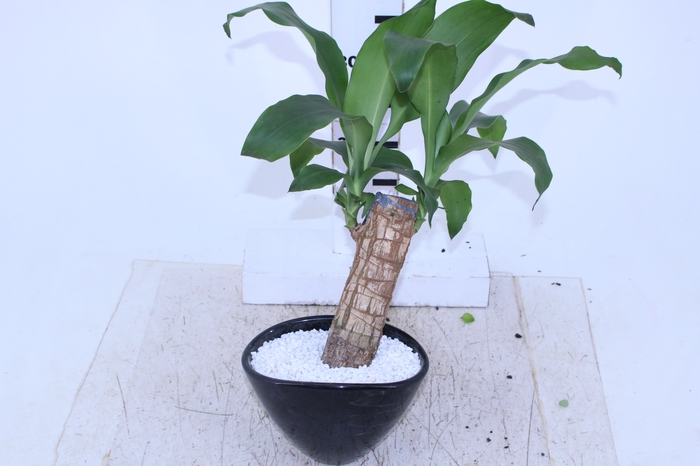 DRACENA VARIADO CUIA CERÂMICA OVAL 19 CM DECORADO
