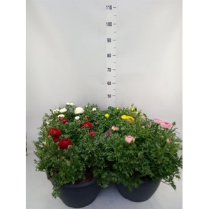 Ranunculus  'Sprinkles'