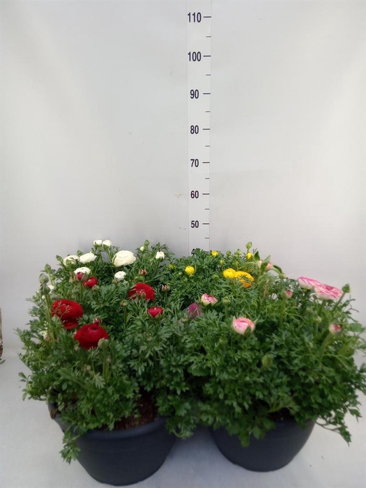 <h4>Ranunculus  'Sprinkles'</h4>