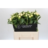 Paeonia Duchesse De Nemours