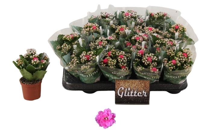 <h4>KAL GE NANDO PINK</h4>