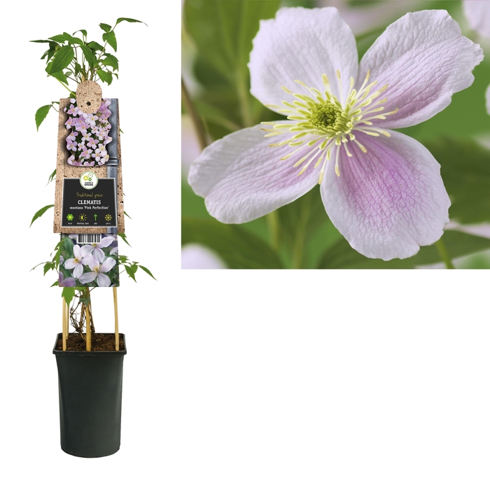 <h4>Clematis montana 'Pink Perfection' +3.0 label</h4>