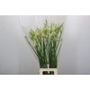 Nerine Like a Virgin