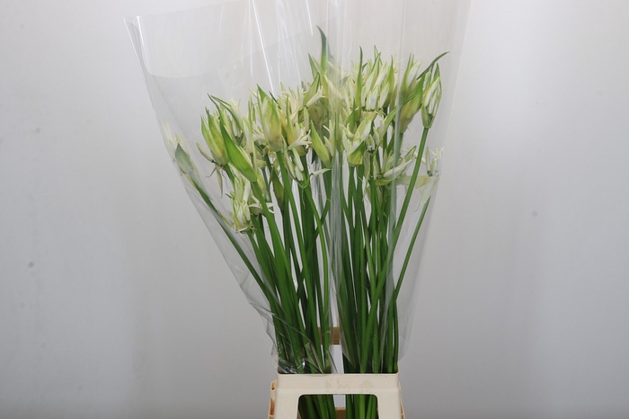 Nerine Like a Virgin