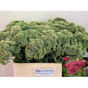 SEDUM SPECTABILE