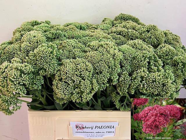 <h4>SEDUM SPECTABILE</h4>