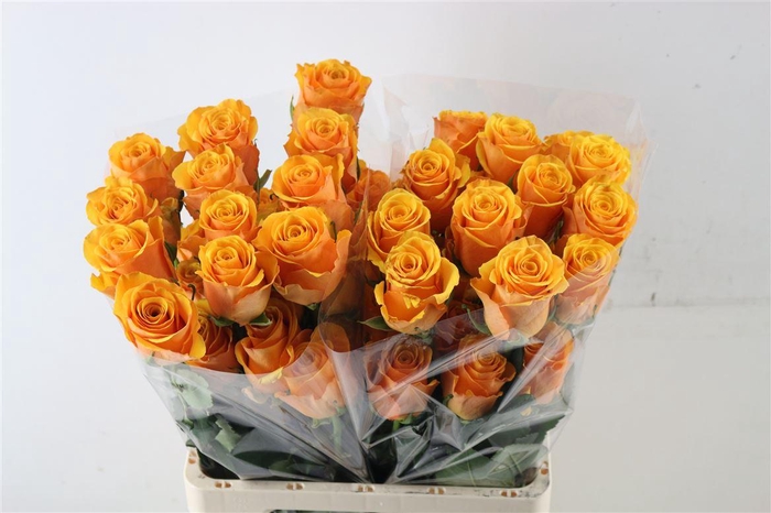 <h4>R Gr Eq Tycoon</h4>