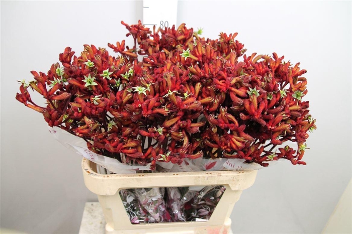 <h4>Anigoz Early Spring (x80)</h4>