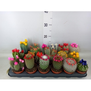 Cactus   ...decorated