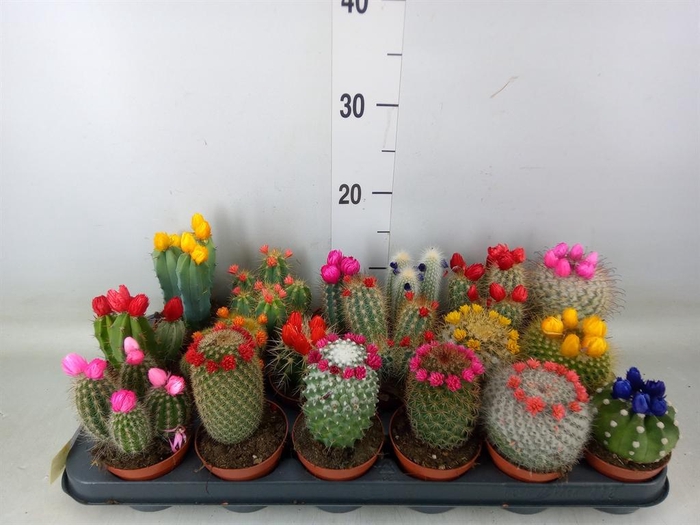 <h4>Cactus   ...decorated</h4>