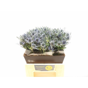 ERYN MAG BLUE LAGOON