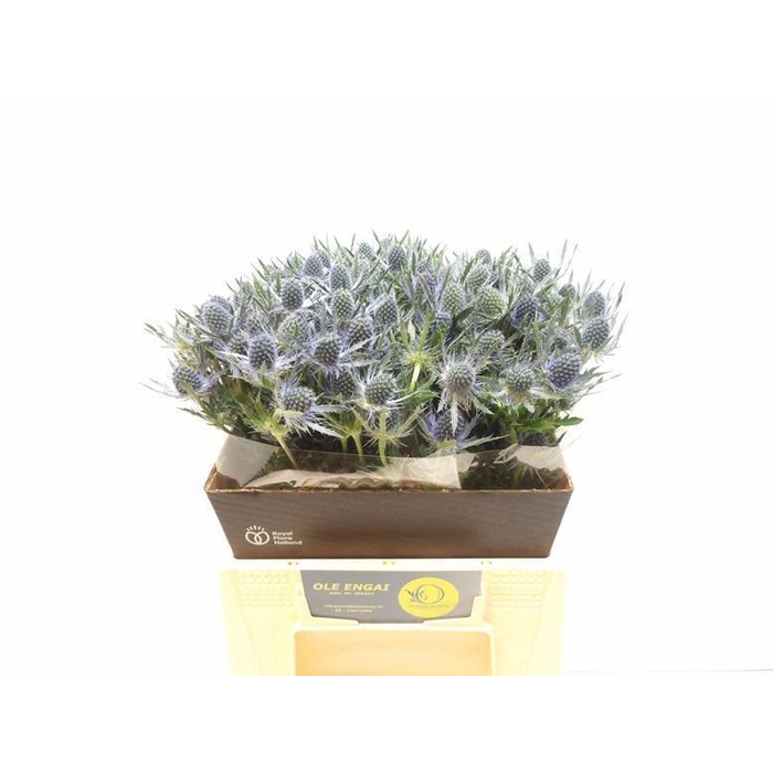 <h4>ERYN MAG BLUE LAGOON</h4>