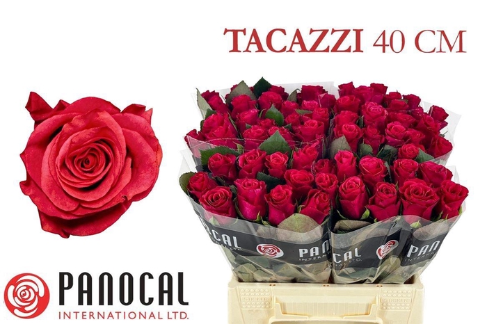 <h4>R GR TACAZZI+</h4>