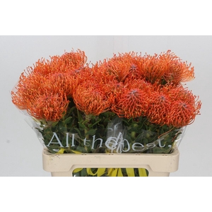 Nutans Ayoba Mandarin Zest