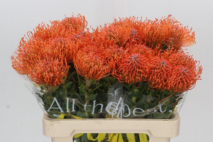 <h4>Nutans Ayoba Mandarin Zest</h4>