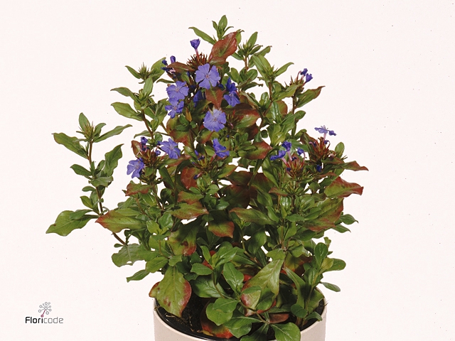 Ceratostigma plumbaginoides