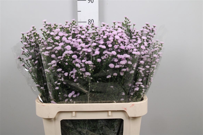 <h4>Ast Astee Pink Pearl</h4>