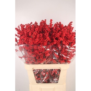 ILEX VERTICILATA MAGICAL BERRY EX#