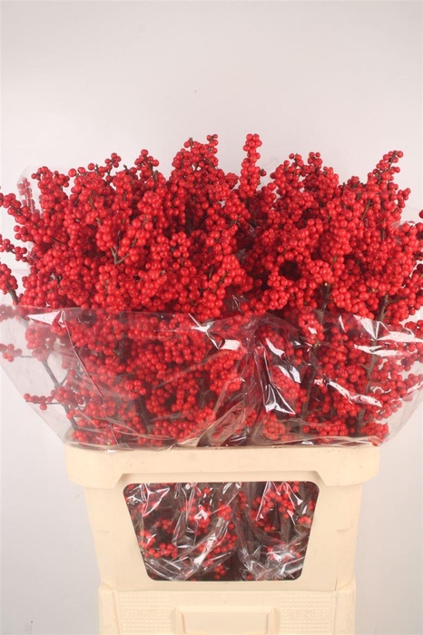 <h4>ILEX VERTICILATA MAGICAL BERRY EX#</h4>
