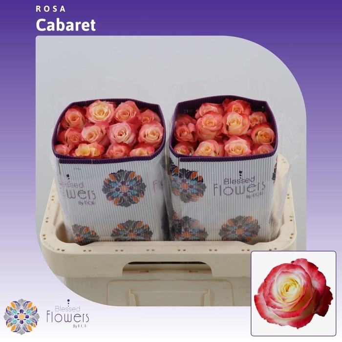 <h4>Rosa gr Cabaret</h4>