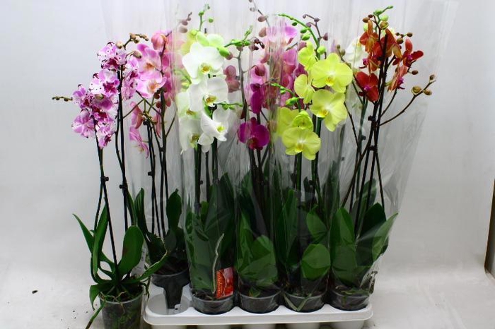 <h4>PHAL GEM 7 KL</h4>