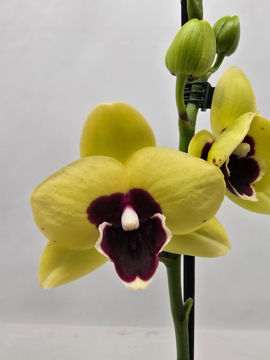 <h4>Limited 64 week 6</h4>