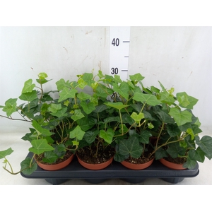 Hedera hibernica