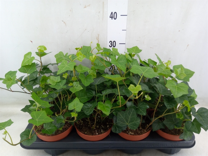 <h4>Hedera hibernica</h4>