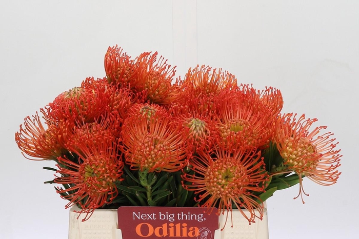 <h4>Nutans Succession</h4>