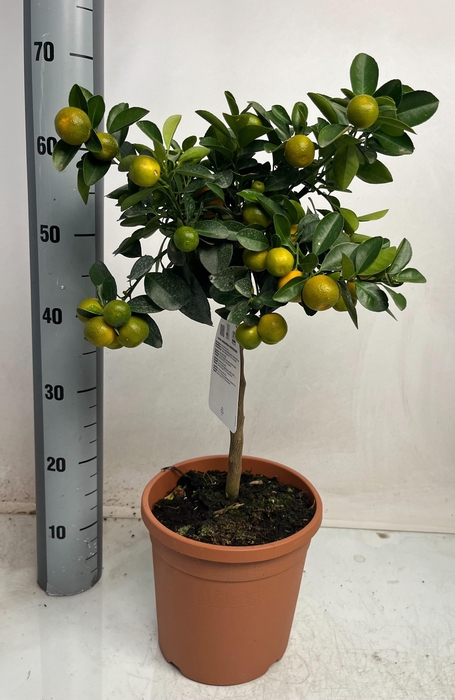 <h4>CITR MICROCARPA</h4>