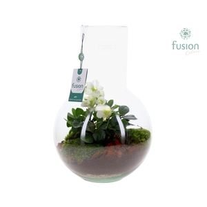 Green Bottle Suzanne Large met Helleborus