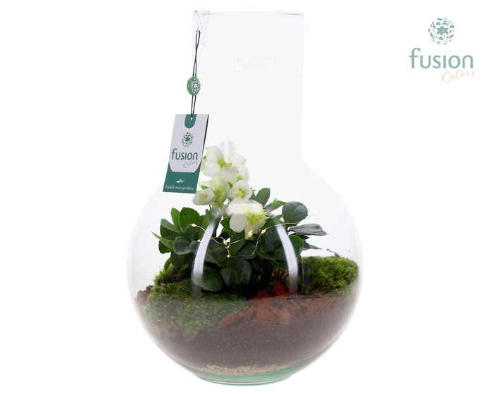 <h4>Green Bottle Suzanne Large met Helleborus</h4>