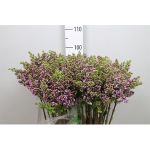 Syr V Dark Koster 4+