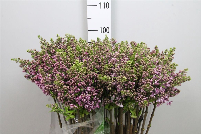 <h4>Syr V Dark Koster 4+</h4>