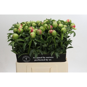 Paeonia Coral Sunset