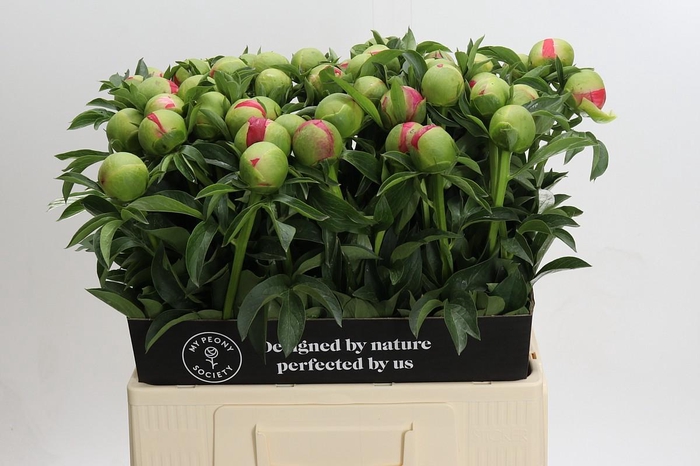 <h4>Paeonia Coral Sunset</h4>