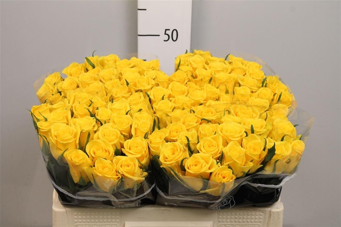 <h4>R Gr Moonwalk</h4>