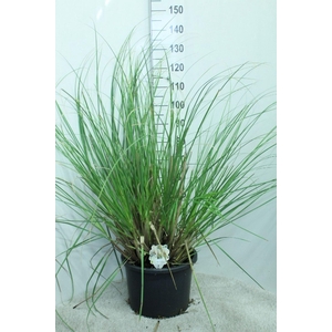 Cortaderia selloana