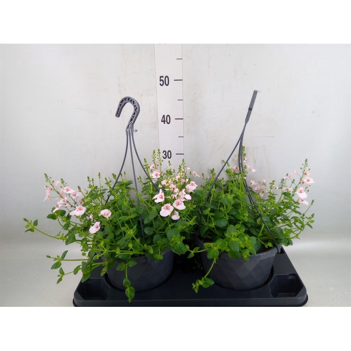 <h4>Diascia  'FlyColors'   ...mix</h4>