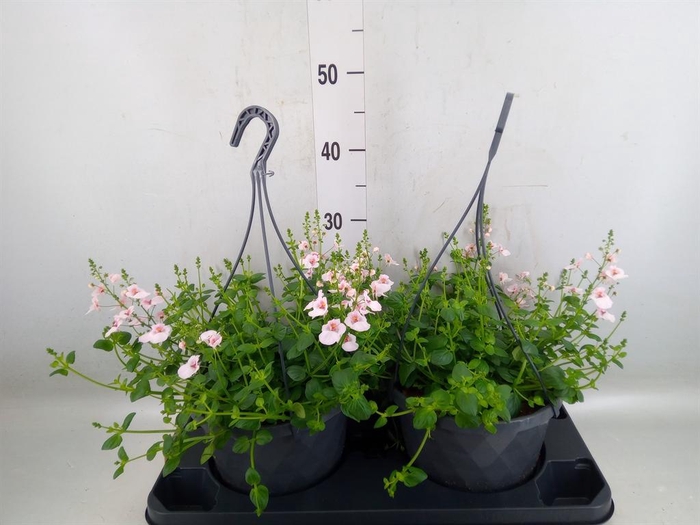 <h4>Diascia  'FlyColors'   ...mix</h4>