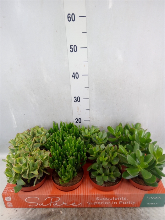 Crassula   ...mix