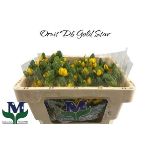 Ornit Db Gold Star